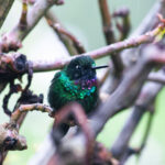 colibri-paramo-del-sol