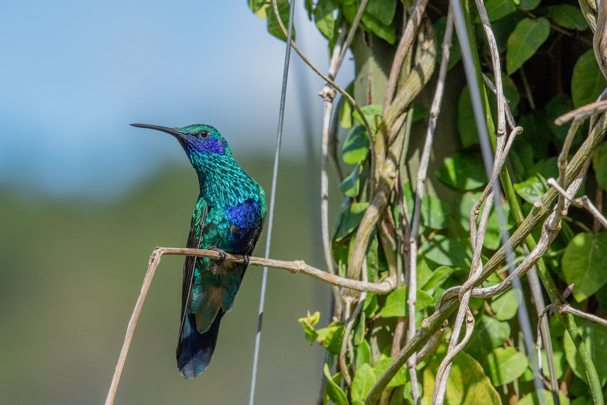 Colibrí chillón (colibri coruscans) ASO_0885