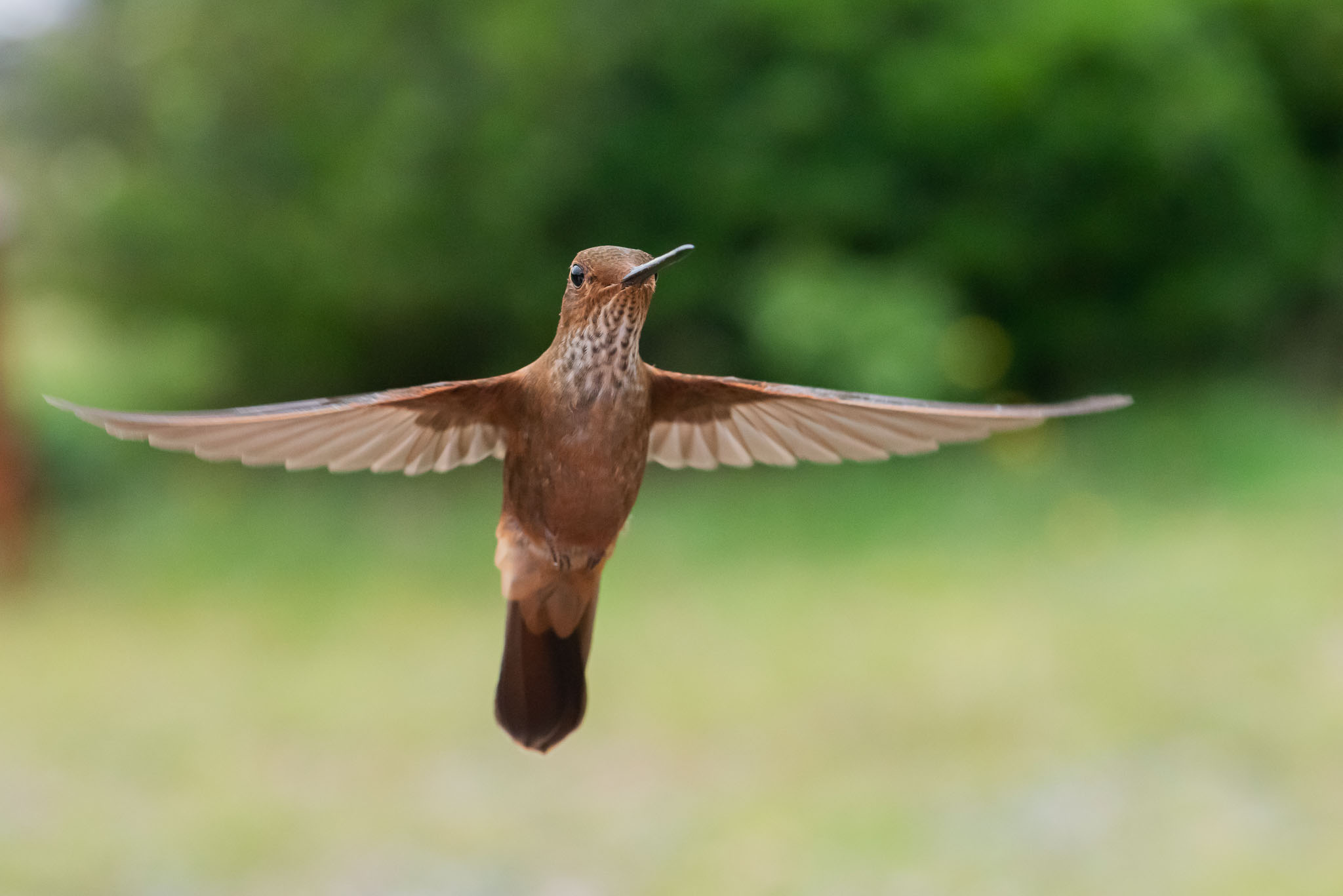 Inca bronceado (Coeligena coeligena) ASO_0671-