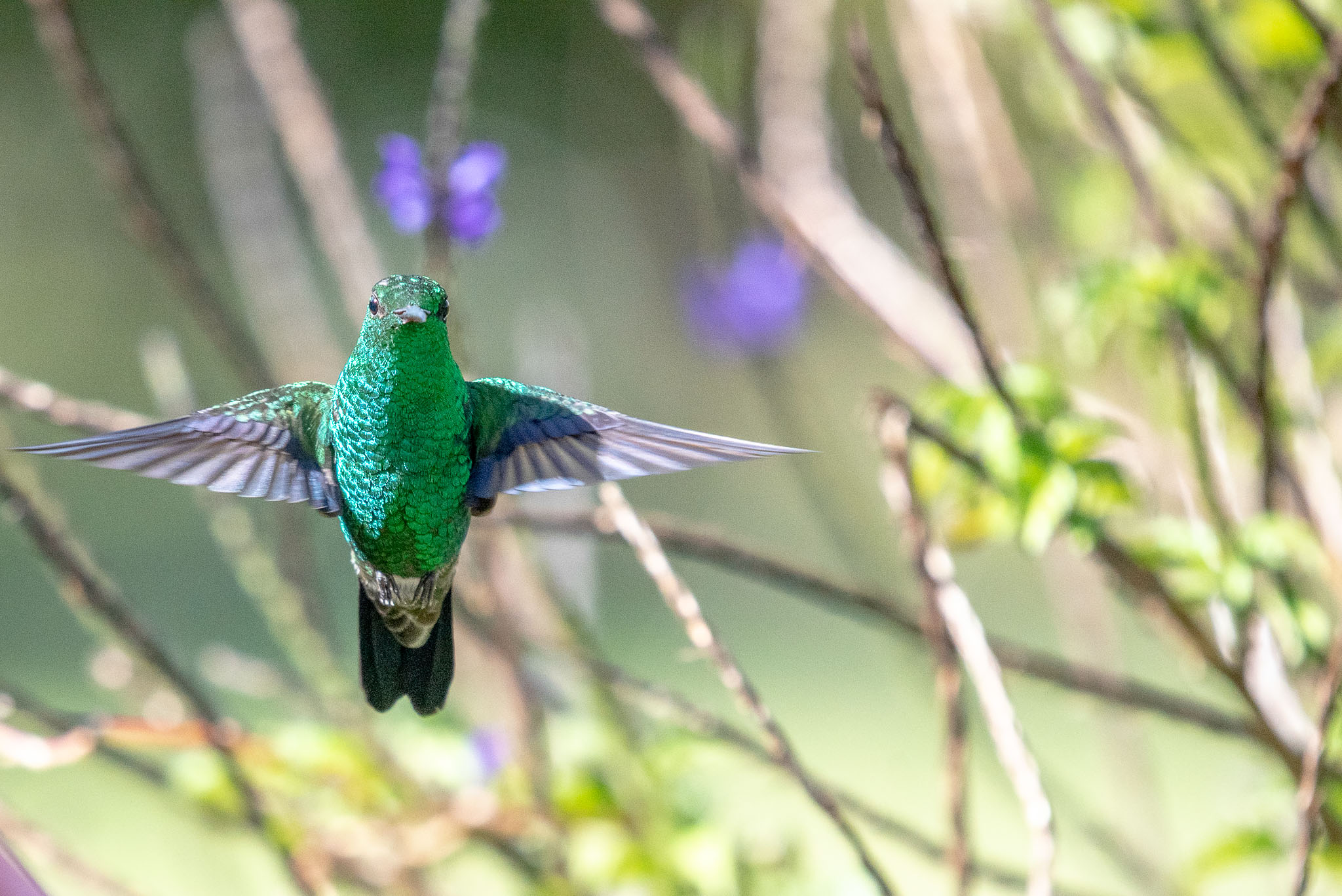 esmeralda occidental Chlorostilbon melanorhynchus ASO_0960-Edit