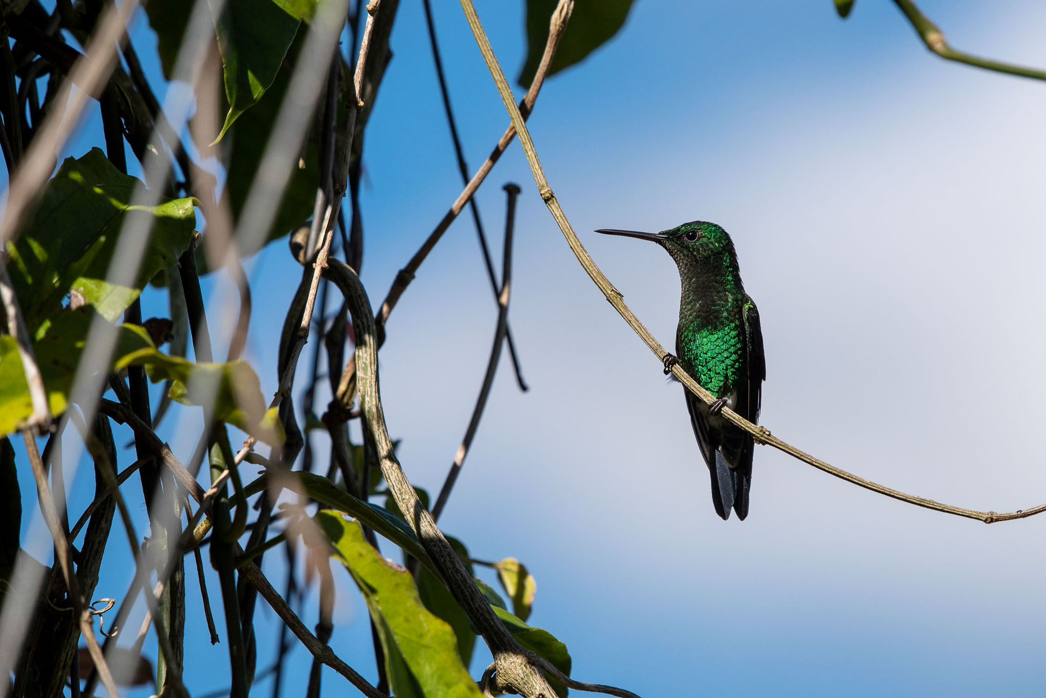 esmeralda occidental (Chlorostilbon melanorhynchus) ASO_1052